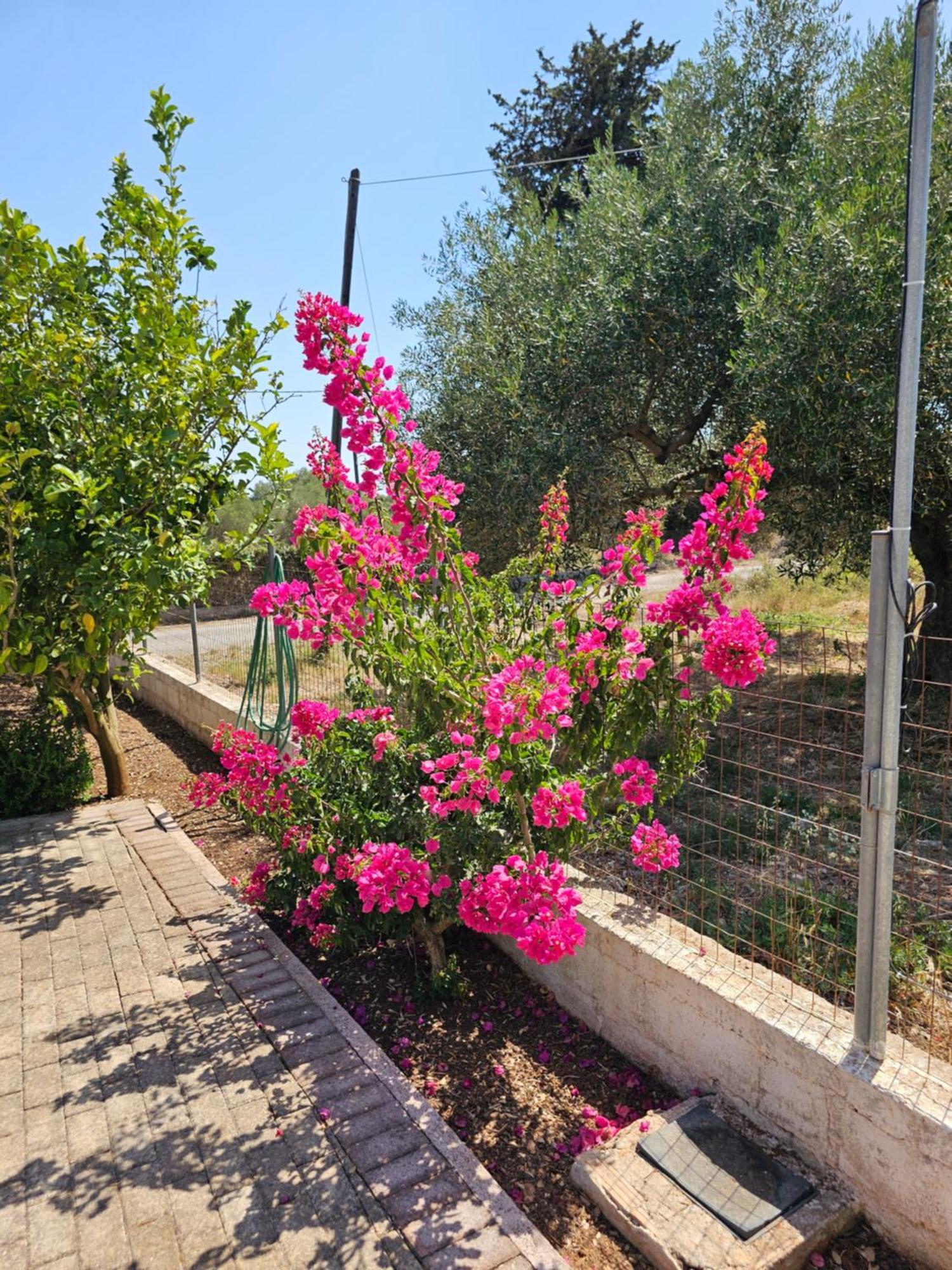 Natura Studios Antipata  Bagian luar foto